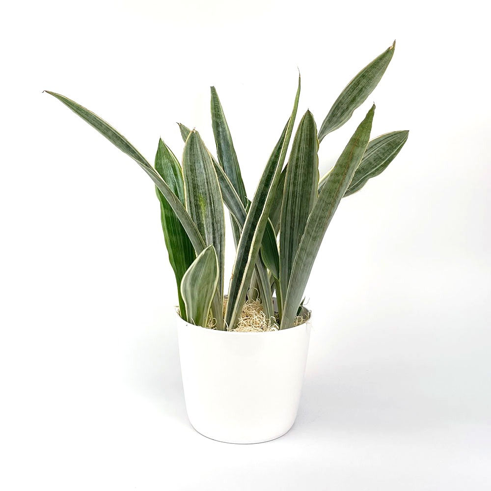 Sansevieria 'Sayuri' Medium