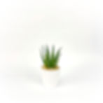 Aloe Vera 'Solar Flare' small