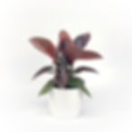 Ficus Robusta 'Ruby' Medium
 