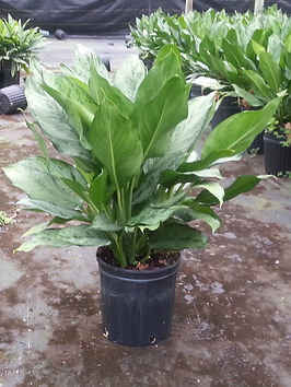 buy philodendron plant uk Philodendron Pink Princess main image 0