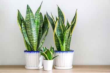 Two Dracaena trifasciata snake plants (Sansevieria trifasciata) and a small one on a woode