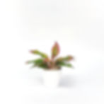 Aglaonema 'Aurora Siam'