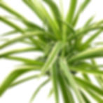 Thumbnail: Chlorophytum 'Variegated Spider' Small Top View
