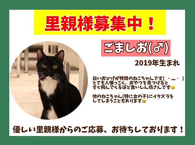 保護猫、里親募集中。ねこのす猫の巣、NEKONOS動物保護施設ネコノス.jpeg