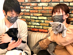 保護猫カフェねこのすでは毎日、保護猫の里親を募集しております9_edited.jpg
