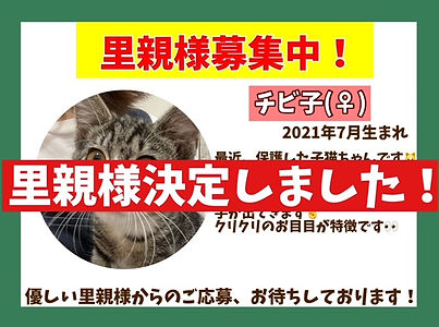 里親様決定保護猫ねこのす.jpeg