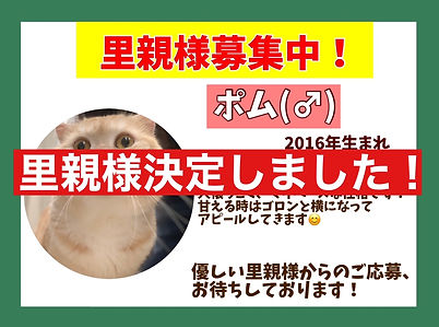 ねこのす ぽむ保護猫.jpeg