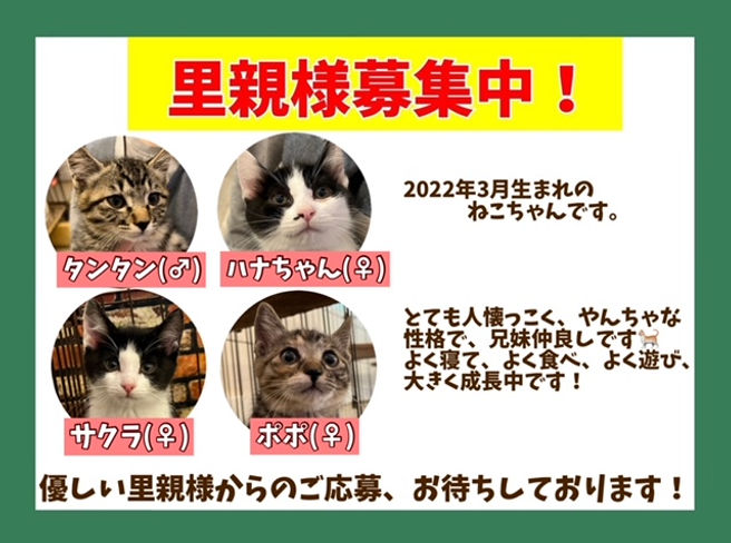 保護猫、里親募集中!猫の譲渡は、ねこのすへご相談ください。千葉、首都圏エリア.jpeg