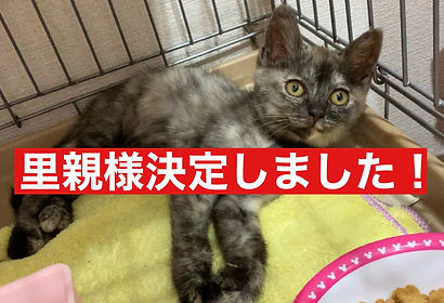 ほごねこ ねこのす.jpeg