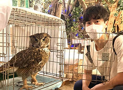アメリカワシミミズク里親様ねこのす、猫の巣、猛禽里親募集_edited_edited_edited.jpg