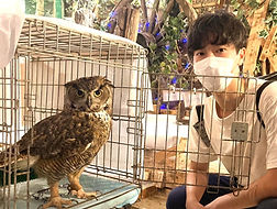 アメリカワシミミズク里親様ねこのす、猫の巣、猛禽里親募集_edited_edited_edited.jpg