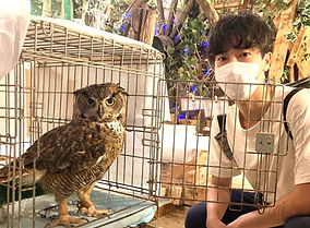 アメリカワシミミズク里親様ねこのす、猫の巣、猛禽里親募集_edited_edited_edited.jpg
