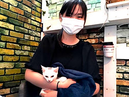 保護猫里親様決定しました.jpg
