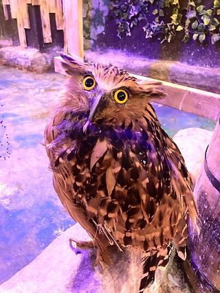 マレーウオミミズク、ねこのす動物保護施設.jpg