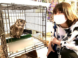 アメリカワシミミズク里親様(「ねこのす」では、ふくろうの里親も募集しております!)jpeg_edited_edited.jpg