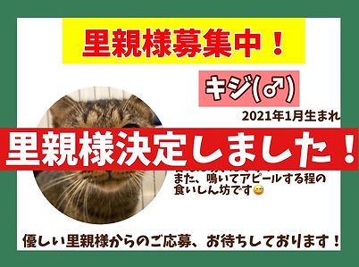 保護ねこ里親様決定、ペットを売らない保護動物カフェねこのすnft.jpeg