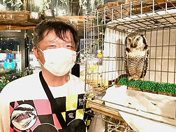 オナガフクロウ里親様(「ねこのす」保護動物カフェでは梟をはじめたくさんの動物の里親を募集しております」猫の巣NEKONOS梟)_edited.jpg