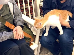 保護猫 里親様 ねこのす 猫の巣譲渡.jpg
