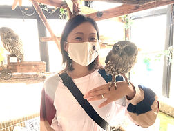 ニュージーランドアオバズク(亜種)里親様決定しました!ねこのす猫の巣NEKONOS梟_edited_edited.jpg