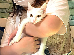 ねこのす動物保護施設、保護猫カフェねこのす、里親様決定いたしました!_edited_edited.jpg