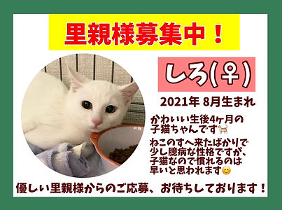 里親募集中、保護猫、ねこのす、猫の巣NEKONOS.jpeg