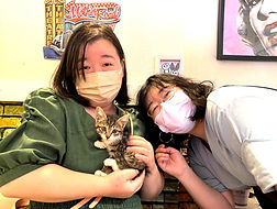 保護猫カフェねこのすでは毎日、保護猫の里親を募集しております.jpg
