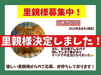 保護猫、里親様決定しました!大切な命が助かりましたありがとうございます!.jpeg