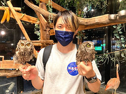 里親様_西アメリカ大コノハズク、ねこのす.jpg