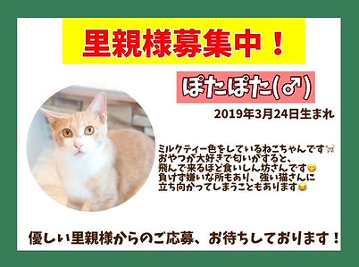 里親募集中、保護猫、ねこのすネコノス猫の巣、東京、千葉、埼玉、茨城、神奈川.jpeg