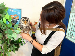 アカアシモリフクロウ 里親様決定しました。ねこのす保護動物カフェ_edited.jpg