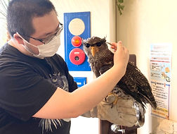 マレーワシミミズク里親様決定。ねこのすでは梟の里親募集も行っております、_edited_edited.jpg