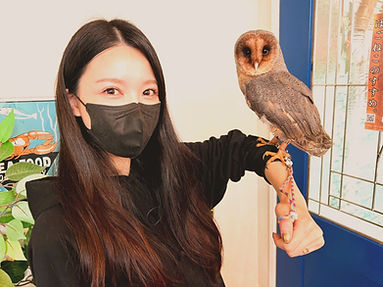 クロメンフクロウ里親様(「ねこのす」ではフクロウの里親募集も行っております!NEKONOS猫の巣、梟、保護動物)_edited_edited_edited_edited_edite