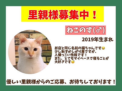 里親募集中、ねこのす保護動物カフェ.jpeg