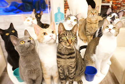千葉東金、猫カフェ、動物園.jpg