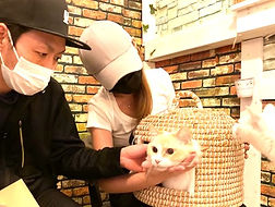保護猫里親様お迎え頂きましてありがとうございました!ねこのす_edited.jpg