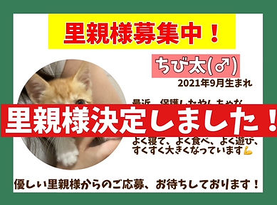 里親様決定ネコノス猫の巣ねこのす.jpeg