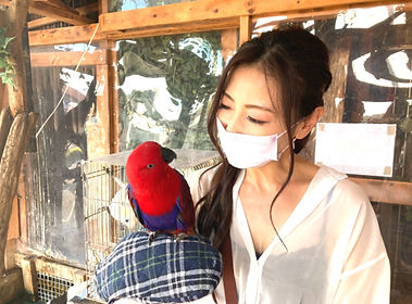 里親様_オオハナインコ。ねこのすではエキゾチックアニマルの譲渡も行っております。猫の巣NEKONOSネコノスjpg