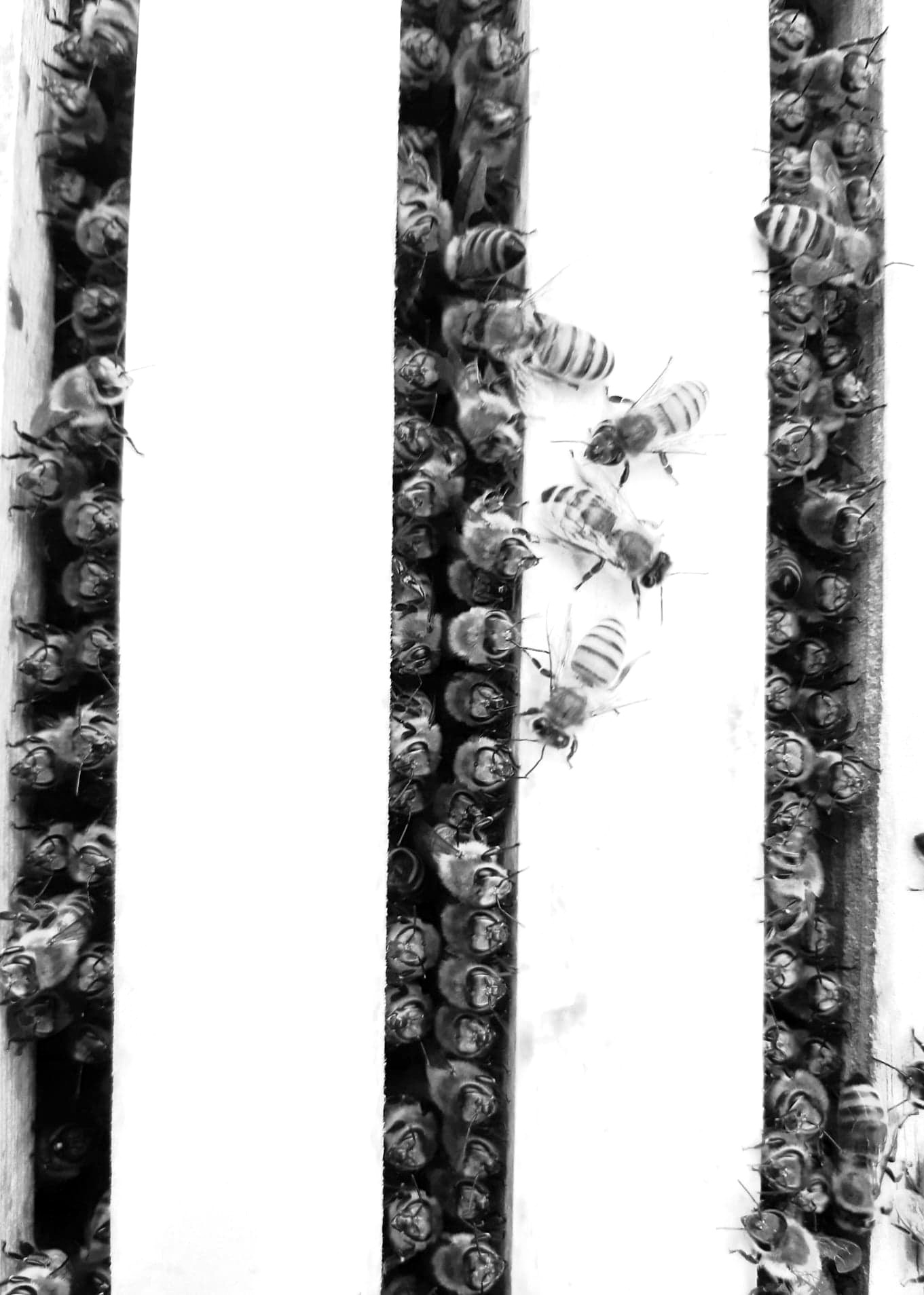 PERFECTIONNEMENT EN APICULTURE