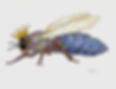 Abeille couronnée final.jpeg