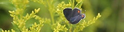 cropped-hairstreak-banner.jpeg