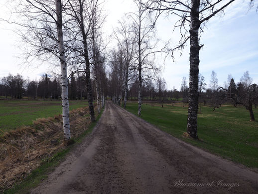 It was early spring in West Finland. The beach trees had young and fresh leaves. 