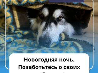 Новогодняя ночь. Позаботьтесь о своих любимцах!