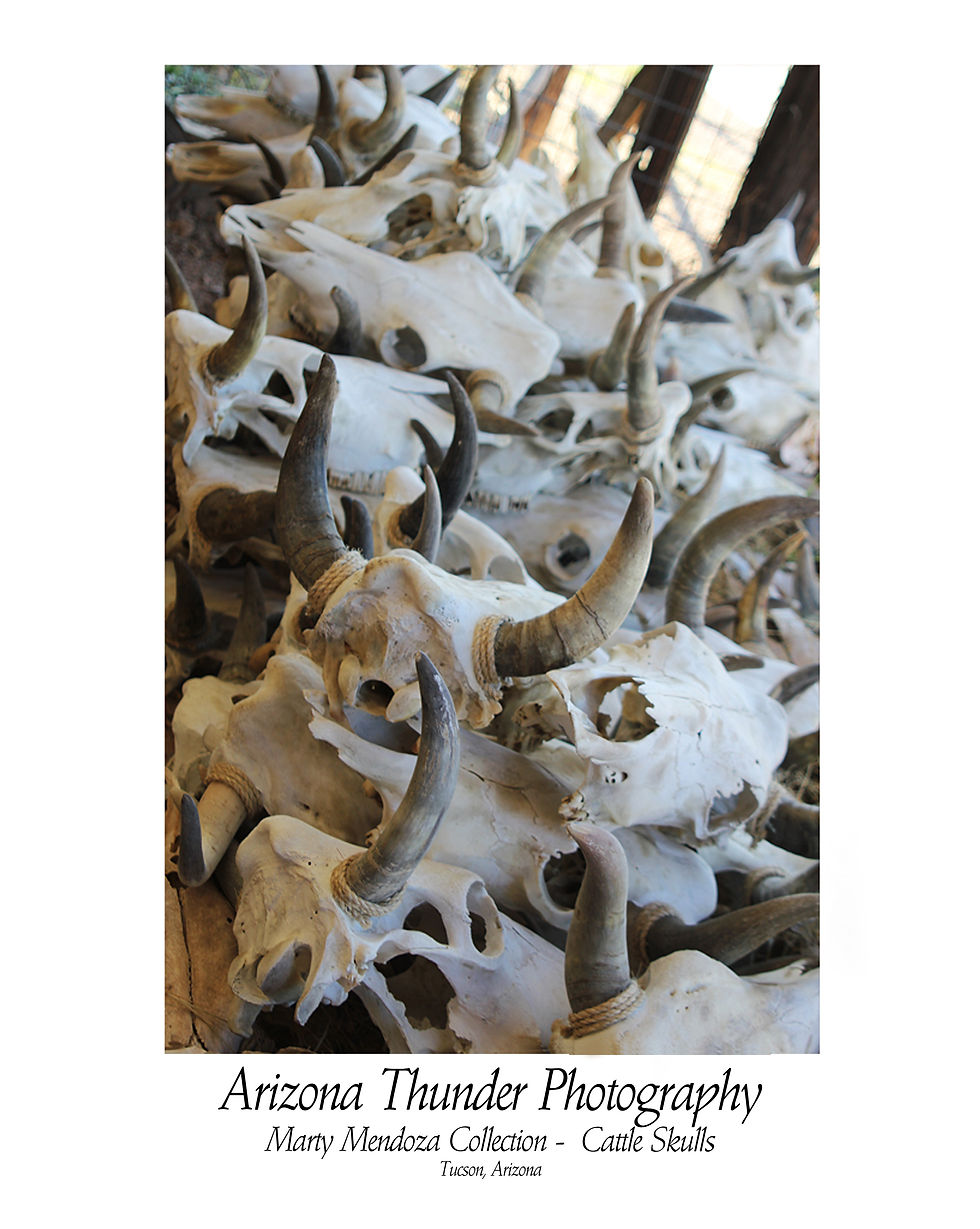 Cattle Skulls