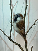Sparrow IMG_1978.jpg