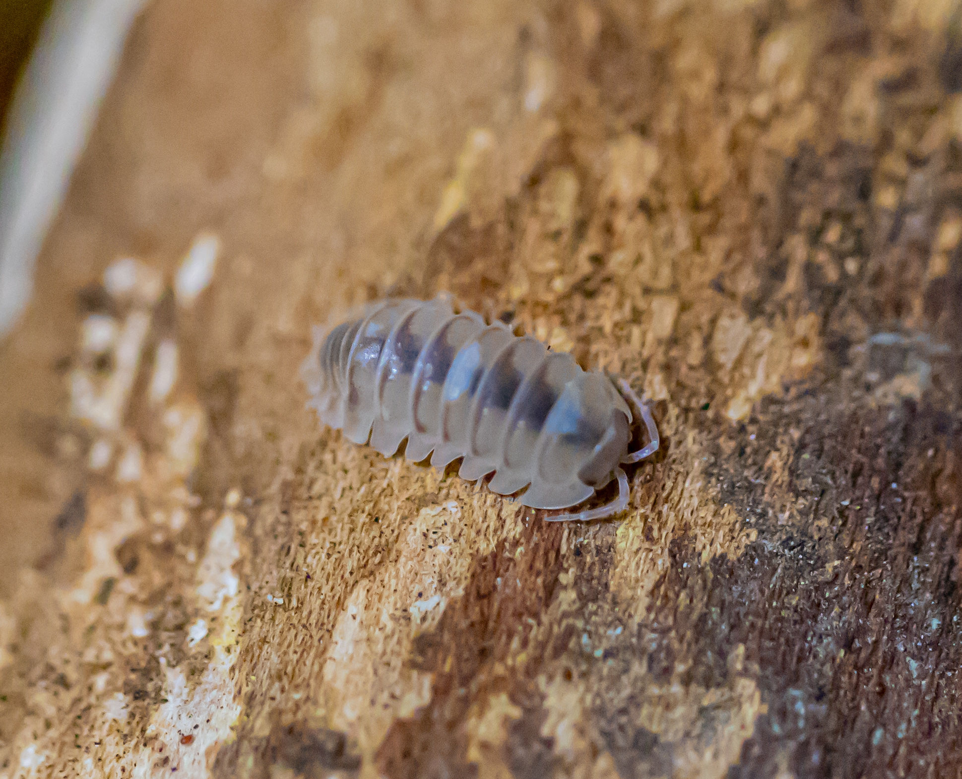 Espanyoli "Marbelized"