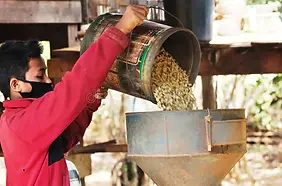 Hulling OF COFFEE.webp
