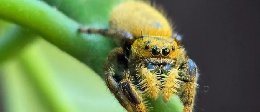 nikites jumping spider