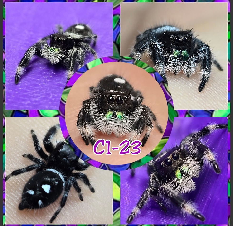 Adorable Male Regal C1-23