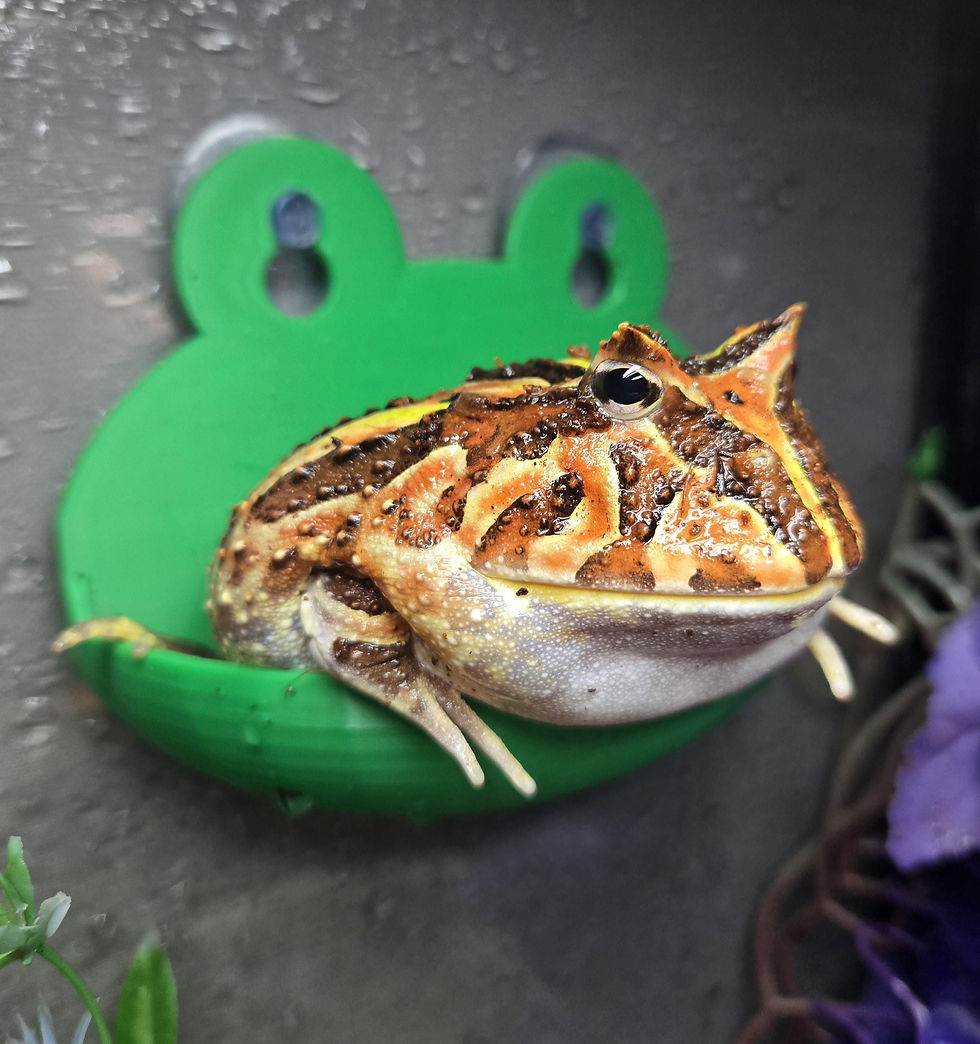 Thumbnail: Frog Ledges