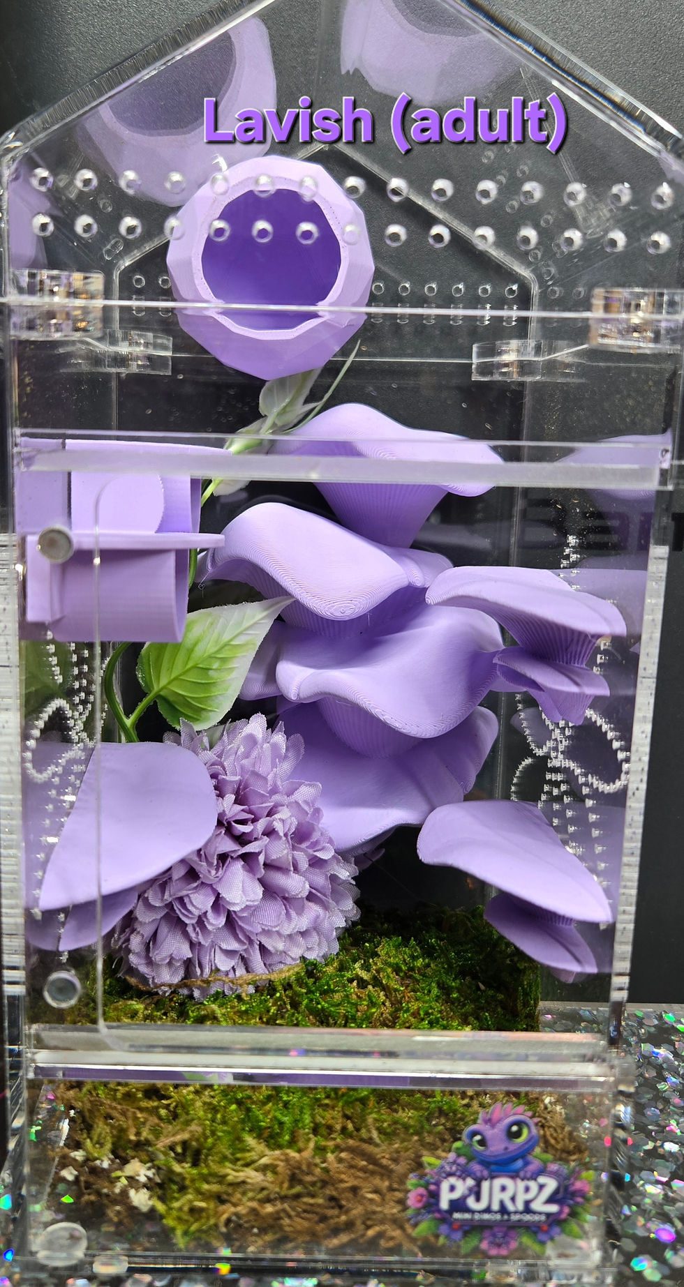 Decorated Jumping Spider Enclosures